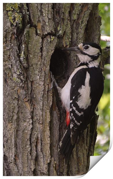 greater spotted woodpecker Print by Daniel Duchacek