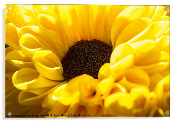 Yellow chrysanthemums Acrylic by J Biggadike