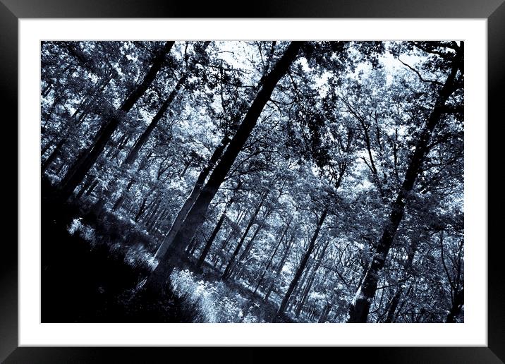 The Cool Forest Framed Mounted Print by David Pyatt