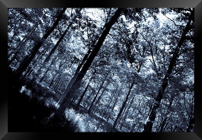 The Cool Forest Framed Print by David Pyatt