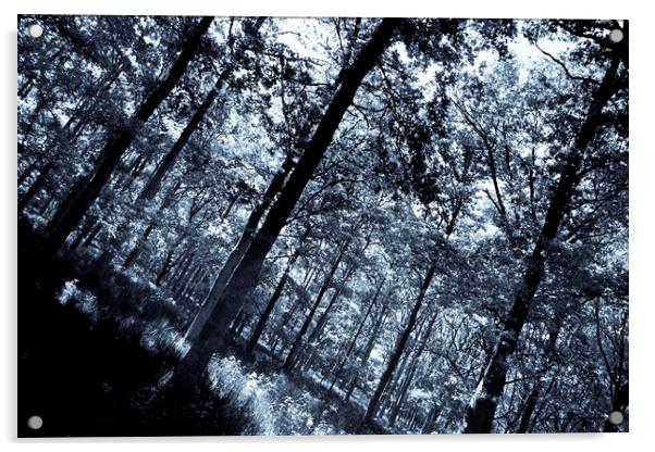 The Cool Forest Acrylic by David Pyatt