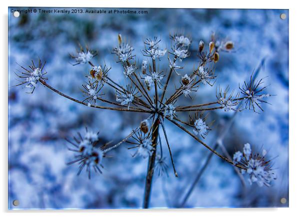 Winter Flower Acrylic by Trevor Kersley RIP