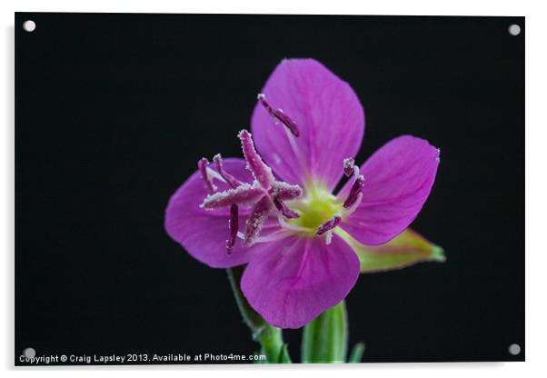 tiny purple flower Acrylic by Craig Lapsley