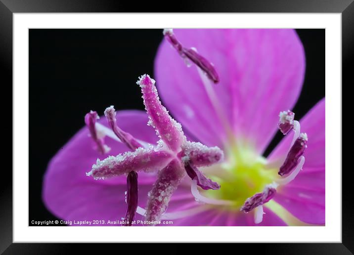 extreme macro of tiny purple flower Framed Mounted Print by Craig Lapsley