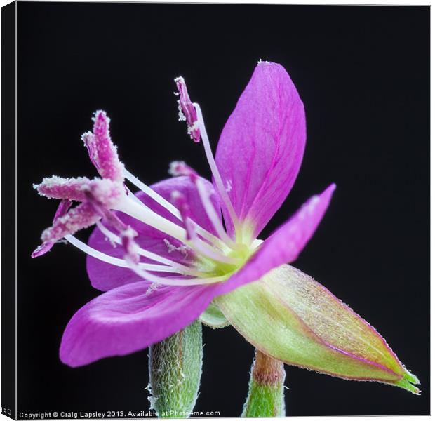 flower stamens with pollen Canvas Print by Craig Lapsley