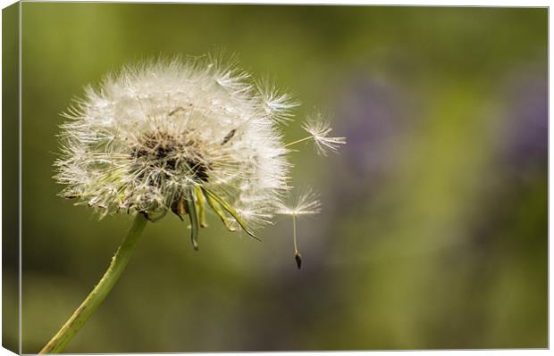 Dandelion in the wind. Canvas Print by Phil Tinkler