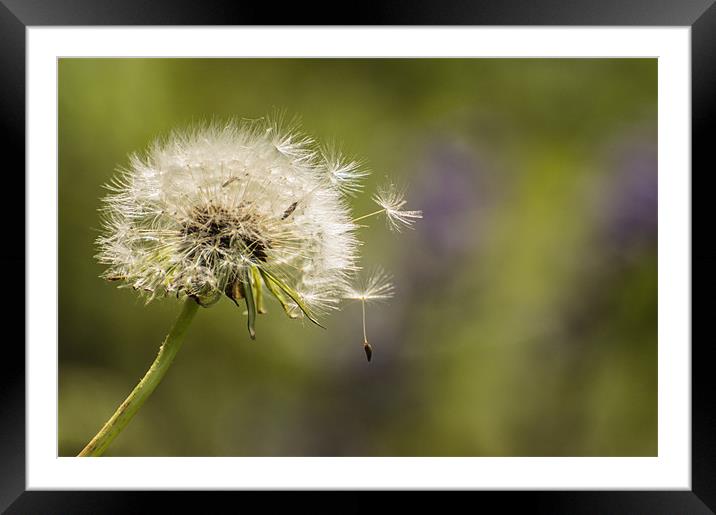 Dandelion in the wind. Framed Mounted Print by Phil Tinkler