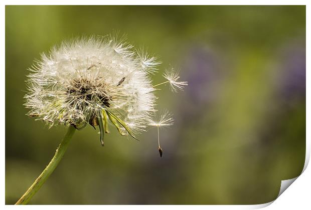 Dandelion in the wind. Print by Phil Tinkler