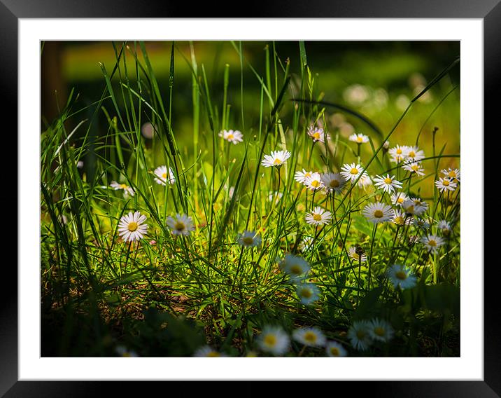Daisies on Parade - Countryside Series Framed Mounted Print by Ian Johnston  LRPS