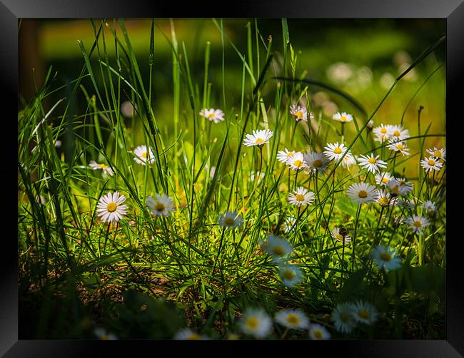 Daisies on Parade - Countryside Series Framed Print by Ian Johnston  LRPS