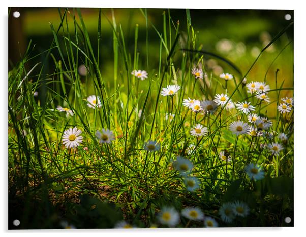 Daisies on Parade - Countryside Series Acrylic by Ian Johnston  LRPS