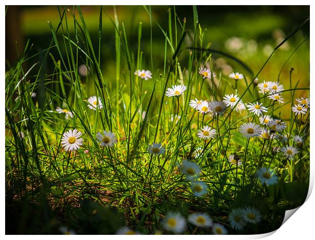 Daisies on Parade - Countryside Series Print by Ian Johnston  LRPS