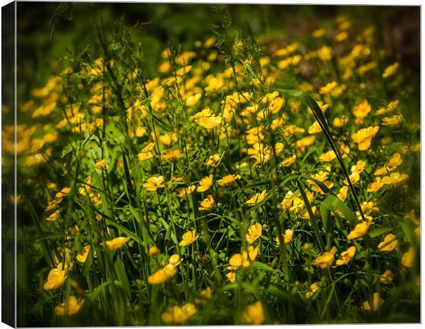British Countryside Series - Buttercup Hedgerow Canvas Print by Ian Johnston  LRPS