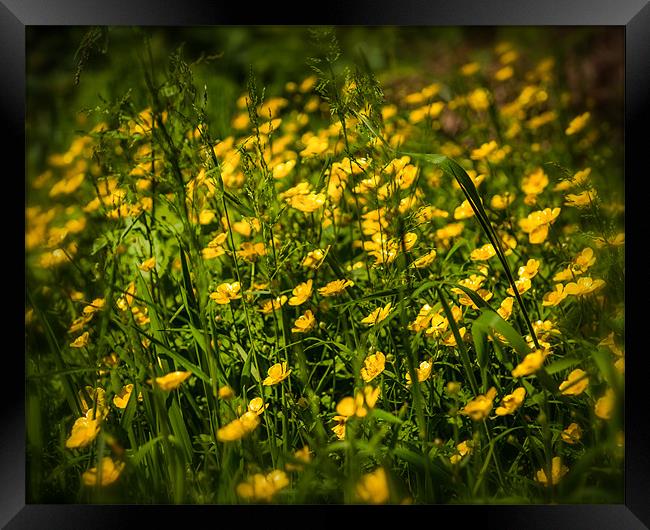 British Countryside Series - Buttercup Hedgerow Framed Print by Ian Johnston  LRPS