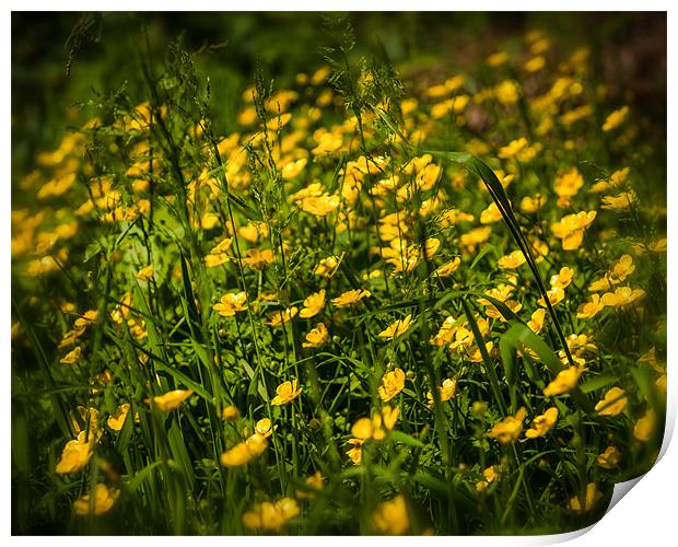 British Countryside Series - Buttercup Hedgerow Print by Ian Johnston  LRPS