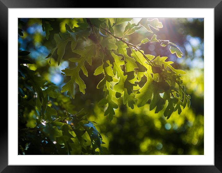 British Countryside Series - Leaf backlight Framed Mounted Print by Ian Johnston  LRPS