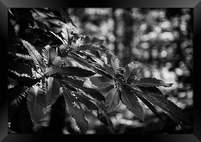 British Countryside Series - Mono leaf Light Framed Print by Ian Johnston  LRPS