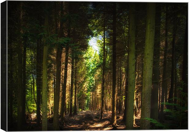British Countryside Series -Forest Clearing Canvas Print by Ian Johnston  LRPS