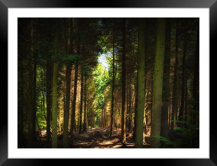 British Countryside Series -Forest Clearing Framed Mounted Print by Ian Johnston  LRPS