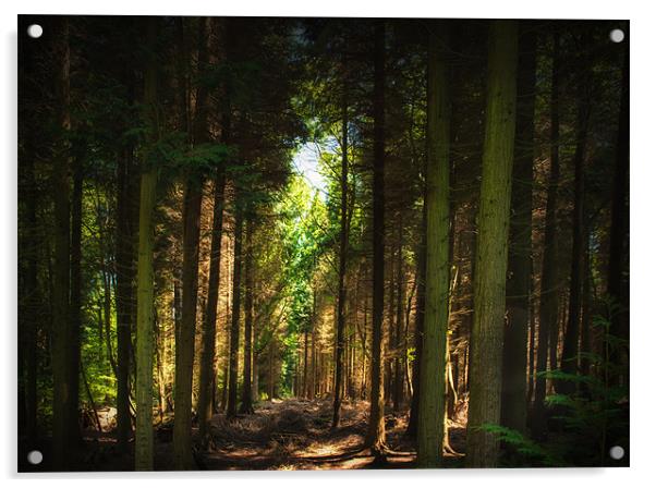 British Countryside Series -Forest Clearing Acrylic by Ian Johnston  LRPS