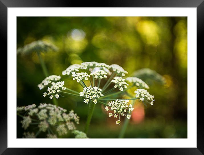 Hedgerow countryside in Summer Framed Mounted Print by Ian Johnston  LRPS