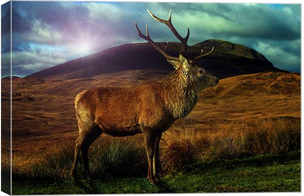 Sunset Stag Canvas Print by Sam Smith
