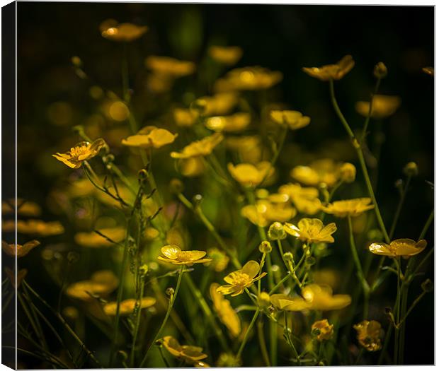 Hedgerow Buttercup party Canvas Print by Ian Johnston  LRPS