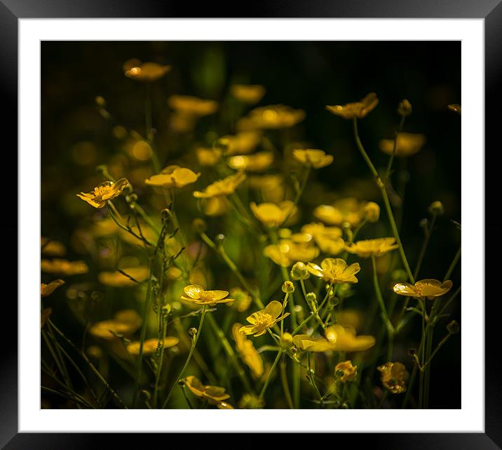 Hedgerow Buttercup party Framed Mounted Print by Ian Johnston  LRPS