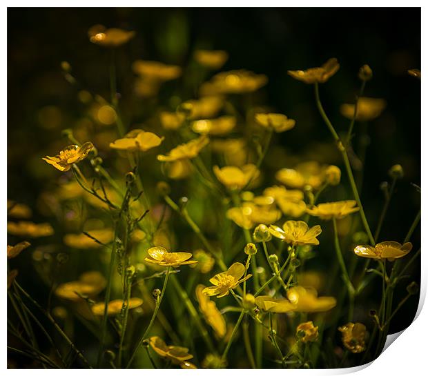 Hedgerow Buttercup party Print by Ian Johnston  LRPS