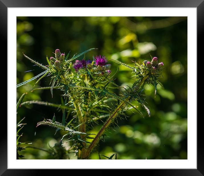 British Countryside Series - Thistle Blooms Framed Mounted Print by Ian Johnston  LRPS