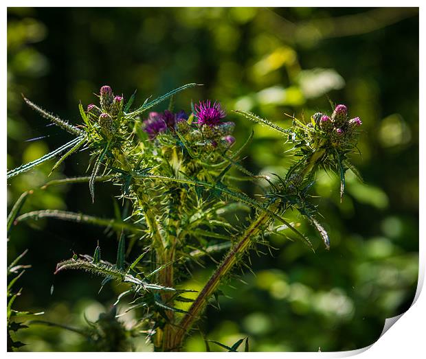 British Countryside Series - Thistle Blooms Print by Ian Johnston  LRPS