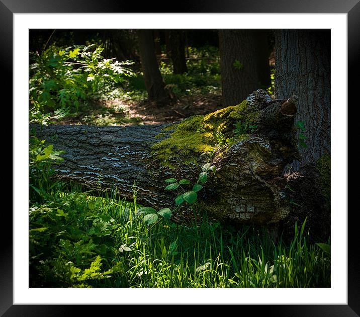 The fallen still support the forest Framed Mounted Print by Ian Johnston  LRPS