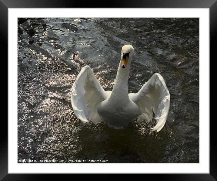 Swan Hug Framed Mounted Print by Alan Pickersgill