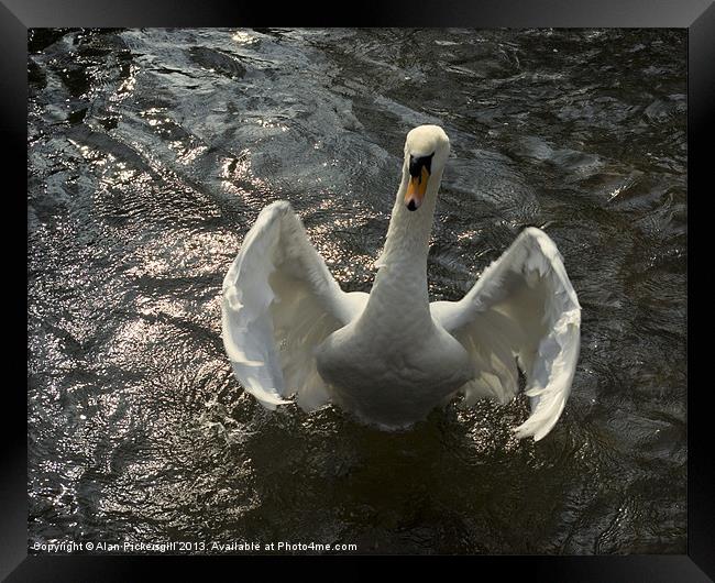 Swan Hug Framed Print by Alan Pickersgill