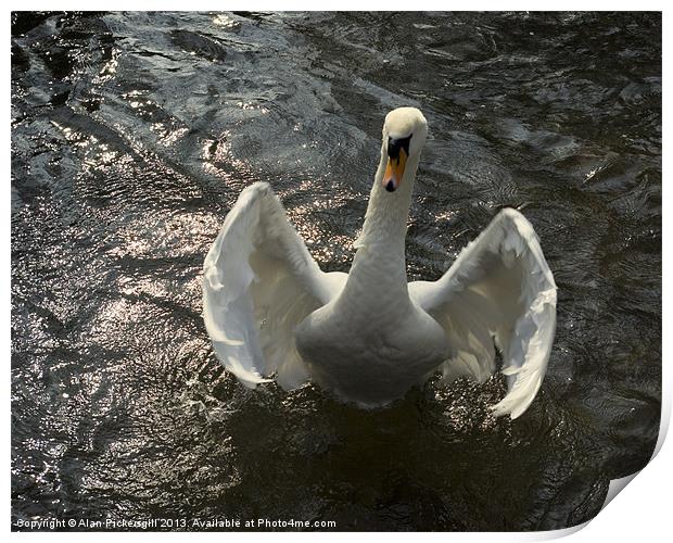 Swan Hug Print by Alan Pickersgill