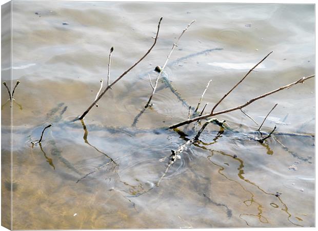 Branches in water Canvas Print by Samantha Daniels