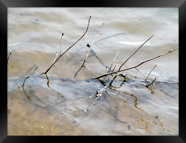 Branches in water Framed Print by Samantha Daniels