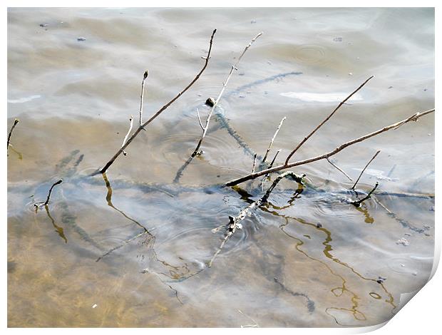 Branches in water Print by Samantha Daniels