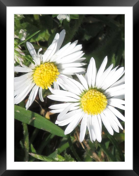 Daisy's in the Sun Framed Mounted Print by Samantha Daniels