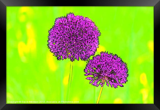 PURPLE FLOWERS Framed Print by David Atkinson