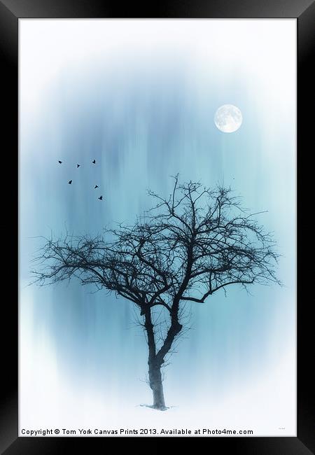 A TREE IN BLUE Framed Print by Tom York