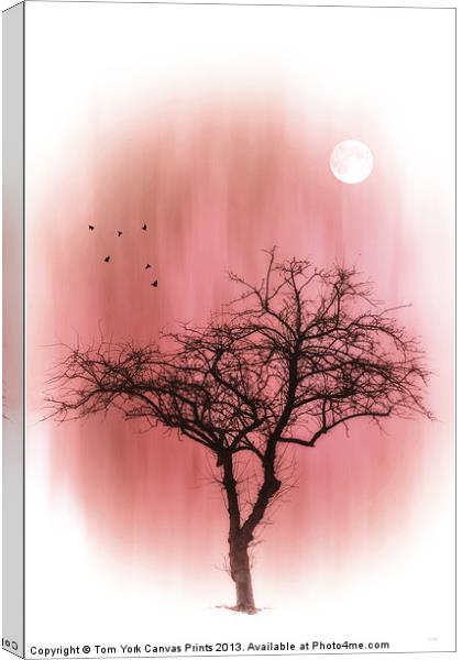 A TREE IN PINK Canvas Print by Tom York