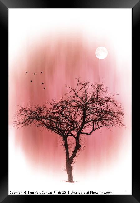 A TREE IN PINK Framed Print by Tom York