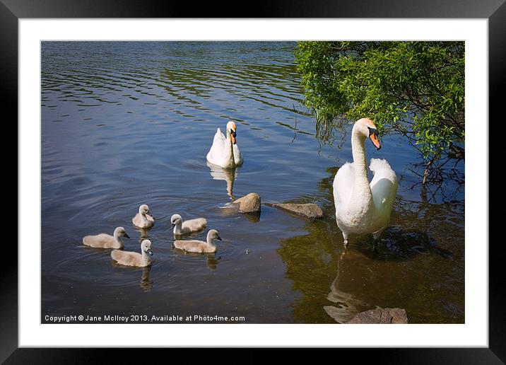Family Outing Framed Mounted Print by Jane McIlroy