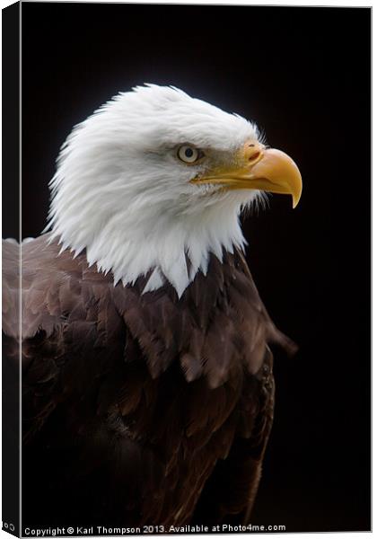 Majestic AMerican Bald Eagle Canvas Print by Karl Thompson