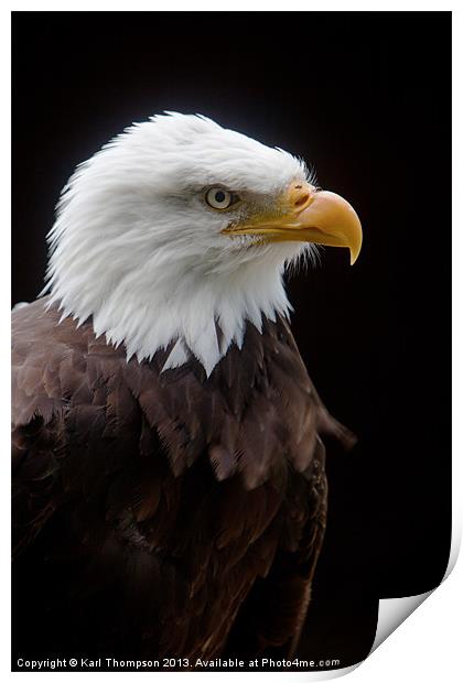 Majestic AMerican Bald Eagle Print by Karl Thompson
