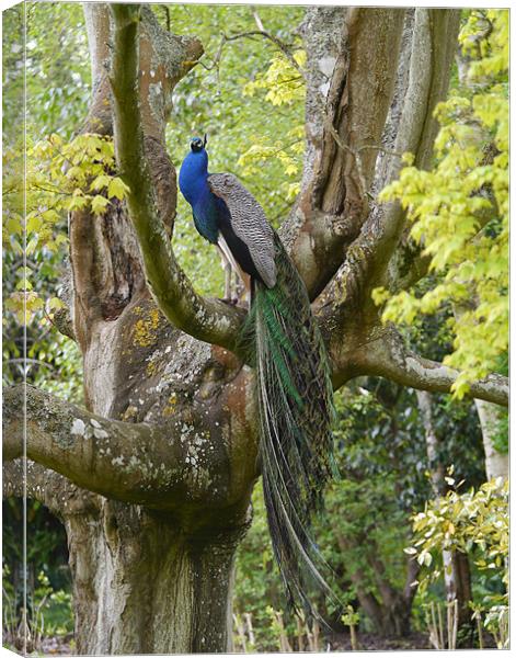 Peacock in a tree Canvas Print by sharon bennett