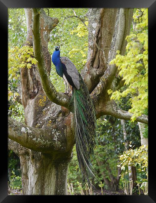 Peacock in a tree Framed Print by sharon bennett