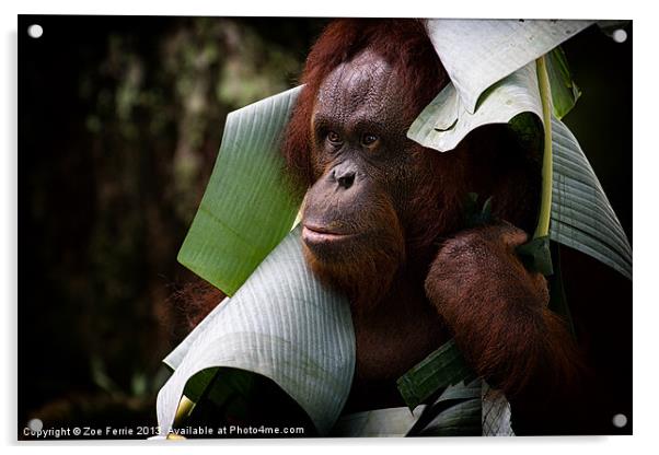 Orangutan Acrylic by Zoe Ferrie