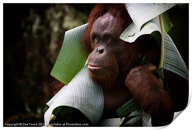 Orangutan Print by Zoe Ferrie